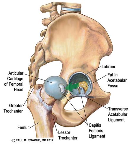 Hip Anatomy Yoga Understanding The Hips For Yoga Jason Crandell