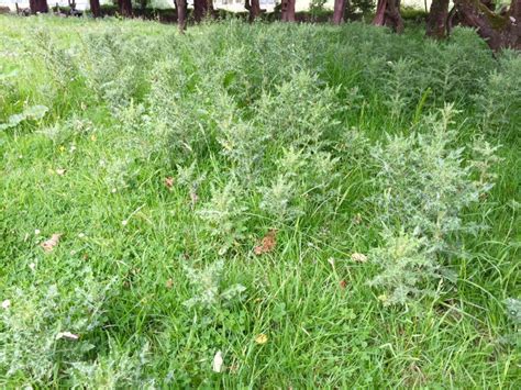 Teagasc How To Control Scutch Grass And Thistles In The Long Term