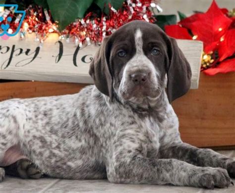 German Shorthaired Pointer Puppies For Sale | Puppy ...