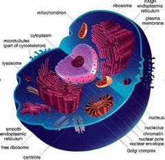 Maybe you would like to learn more about one of these? The Cellular Level of Organization | Animal cell, Plant ...