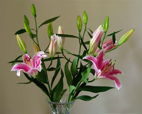 Gardensonline Lilium Oriental Hybrid Group Stargazer