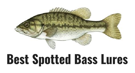 3 Best Spotted Bass Lures For 2020 Bass Tackle Lures