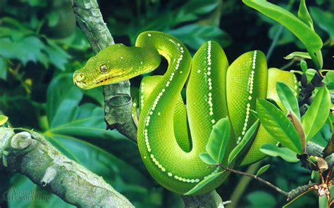 Beautiful Snake Hd Wallpapers Wallpaper Cave