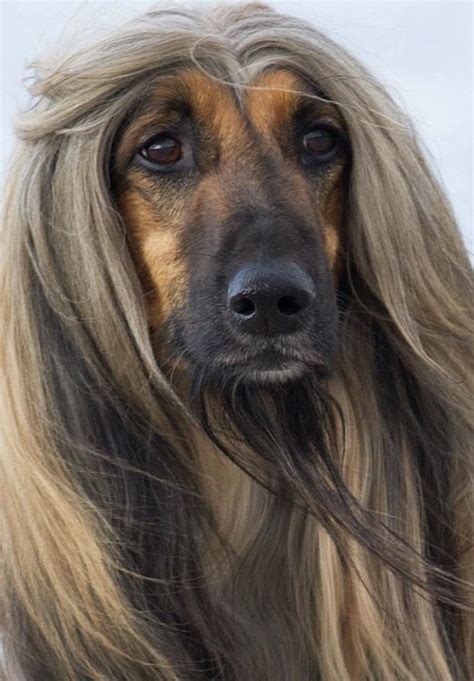 Afghan Hound Long Haired Tall Dog Pets Lovers