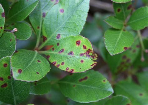 Indian hawthorns give spring blooms | Mississippi State University Extension Service