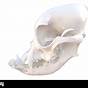 French Bulldog Skeleton Diagram