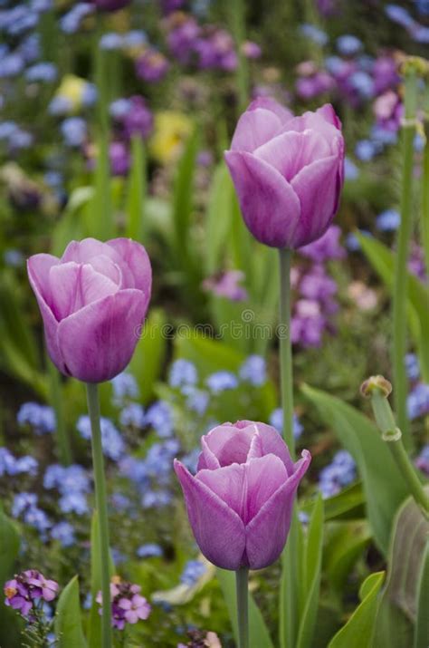 Purple Pink Tulips Stock Image Image Of Group Field 72095285
