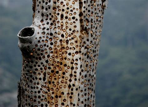 Does This Make You Uncomfortable Trypophobia Does Article Cats