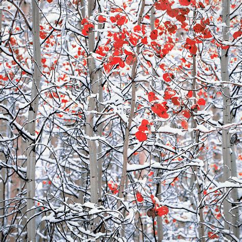 Snow Covered Aspen Trees Photograph By Panoramic Images