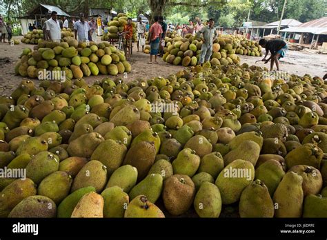 A Jackfruit Market At Belabo Jackfruit Is The National Fruit Of