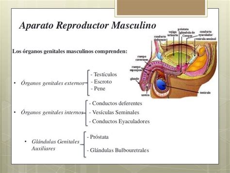 Anatomia Del Aparato Reproductor Masculino Kulturaupice Images And