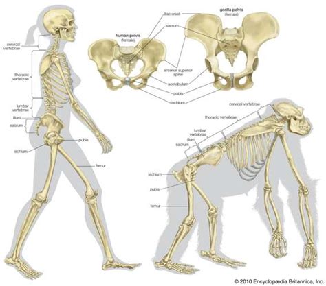 Comparative Anatomy Definition Examples And Facts