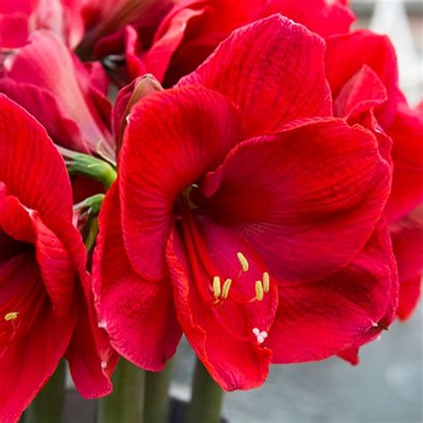 Amaryllis Hippeastrum Lilac Favourite For Sale Online In Eu Directly