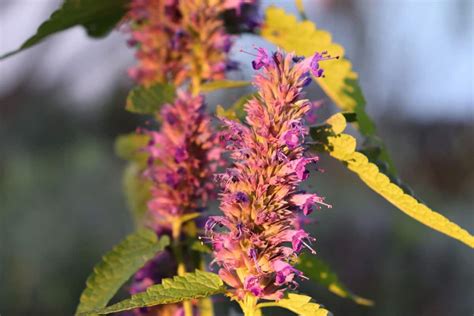 They nest as far north as canada and alaska; 14 Colorful Annuals Hummingbirds Will Love