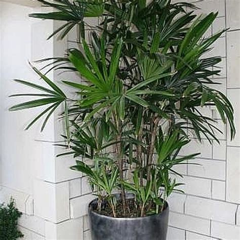 How To Care For An Indoor Palm Tree Plants Indoor Palm Trees Indoor