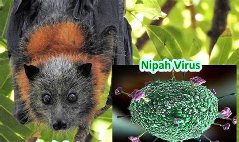 Symptoms from infection vary from none to fever, cough, headache, shortness of breath, and confusion. Nipah virus: Structure and genome, mode of transmission ...