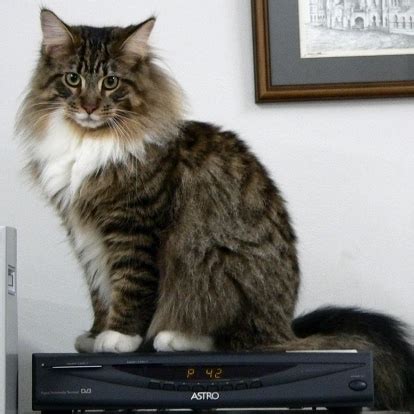Learn more about this breed. Maine Coon Breed Guide | Pet Circle