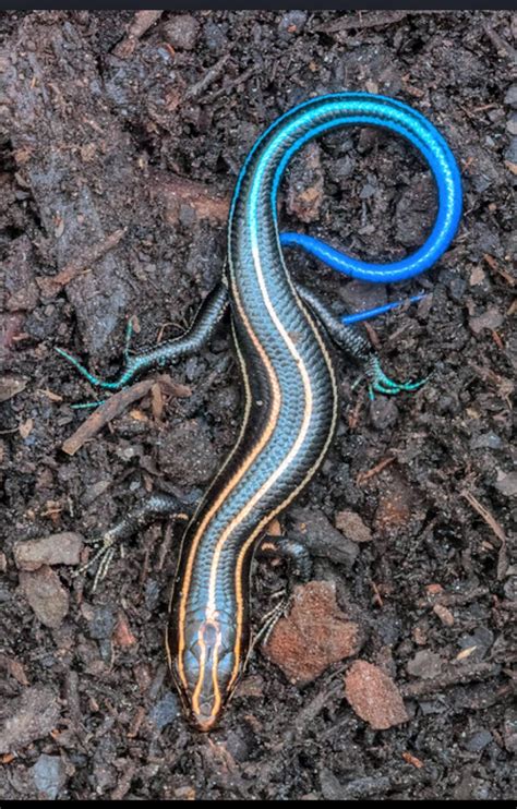 American Five Lined Skink Endemic To North America R