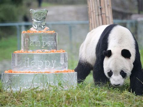 Worlds Oldest Male Panda Celebrates 30th Birthday Панда Китай Мир