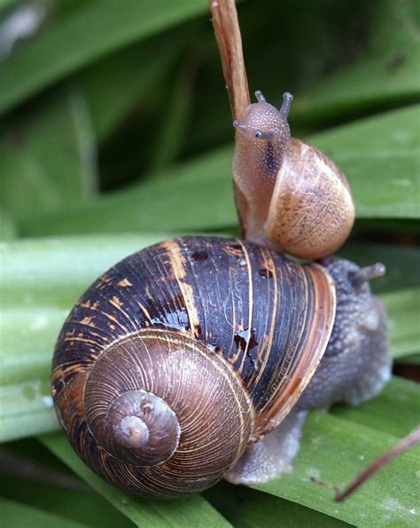 Snails Rare Animals Cute Animals Snail