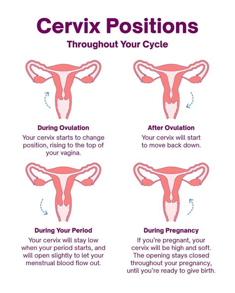 Cervix Positions Explained High And Low Cervix Natural Cycles