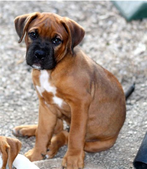 Boxer Puppies For Sale Pet Adoption And Sales