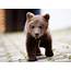 Cute Photos Of A Orphaned Bear Cub That Mountain Village In Bosnia 