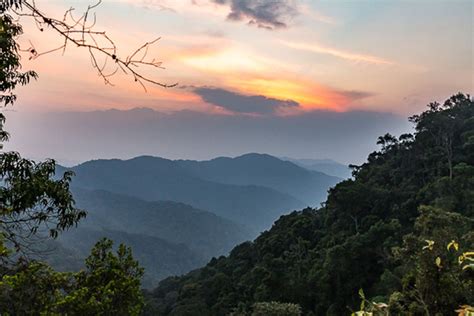 Nyungwe Forest National Park — All You Need To Know About Wildlife Flora