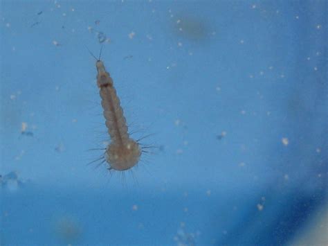 Identificación de larva de mosquito, ¿ Aedes , Culex, Culiseta,