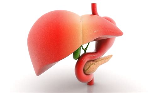 Temukan juga apa yang ada dan bagaimana komposisinya. Hati Sebagai Organ Ekskresi Manusia - aSaL uSiL