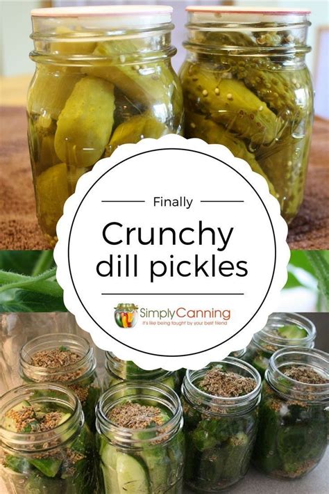 Dill Pickle Recipe Finally Im Getting The Crunch