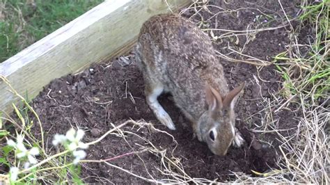 Cottontail Rabbit Made Nest In My Garden Raised Bed Youtube