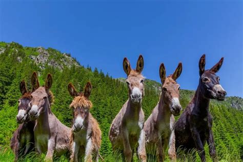 How Long Does A Donkey Live For Amazing Donkey Lifespan Facts Revealed