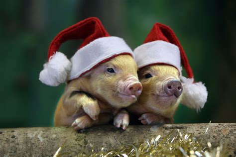 Christmas Pig Wallpapers Top Free Christmas Pig Backgrounds