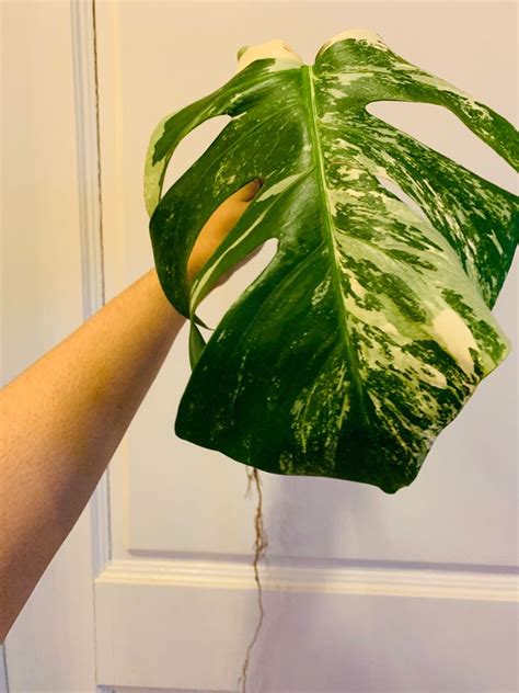 First, figure out whether or not the plant can even survive in your space: Variegated Monstera Albo Borsigiana Cutting, Gardening ...