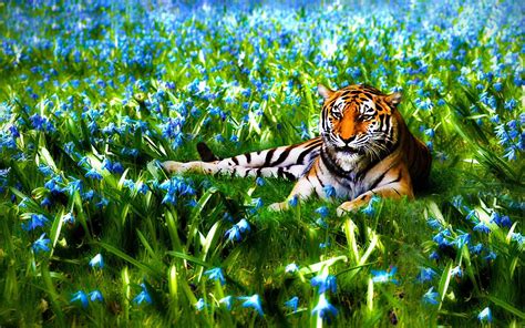 Nature Flowers Animals Tigers Wildlife Wallpapers Hd