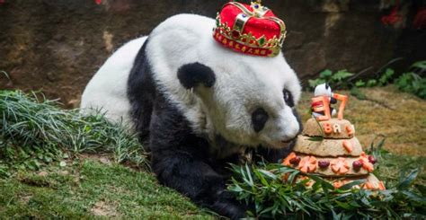Worlds Oldest Captive Panda Basi Dies In China Capital Lifestyle