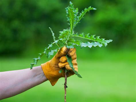 5 Quick Tips For Plucking Weeds Gardening Angels
