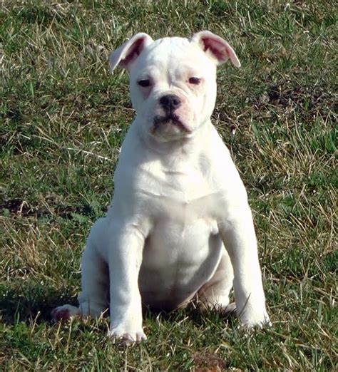 Dad english bulldog stud lilac in colour mum was apricot sharpei who unfortunately passed away when pups were 5days old, both parents were full kc pedigree but pups. Rose Bull Old English Bulldogs - Puppies for sale!