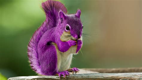 Cute Purple Squirrel Purple Squirrel Cute Animals Funny Animals