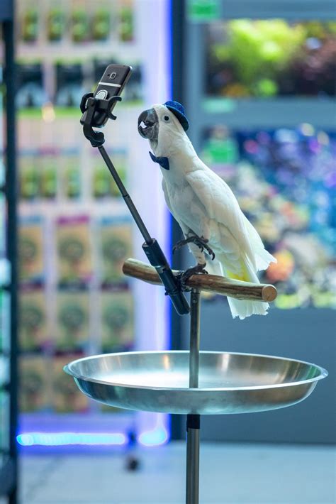 Family Movie Night: Watch Cats & Dogs 3: Paws Unite!