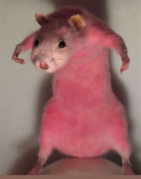 Pin By Flop Smile ツ On H A H A H ツ Funny Hamsters Cute Animal Memes