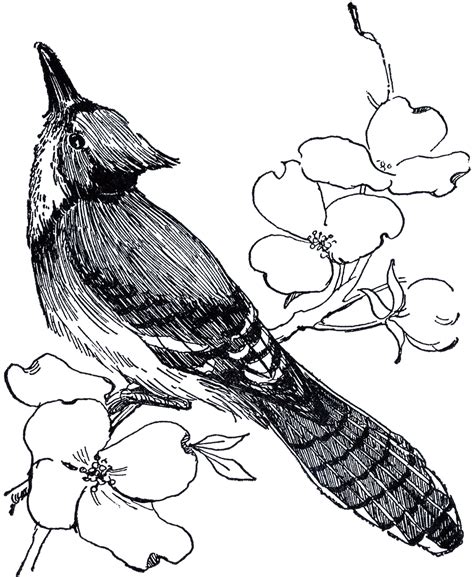 Line drawing flower simple google search doodle bug simple. Blue Jay Drawing - The Graphics Fairy