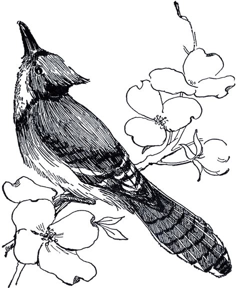 We did not find results for: Blue Jay Drawing - The Graphics Fairy