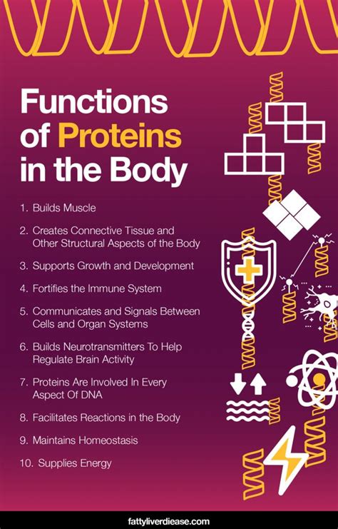 Functions Of Proteins