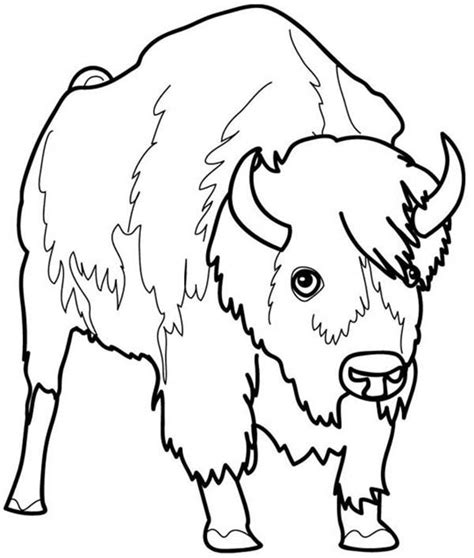 Bison Coloring Pages Learny Kids