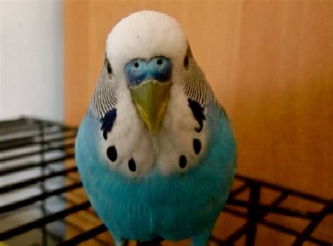Budgies Are Awesome Budgie Of The Month Fatty