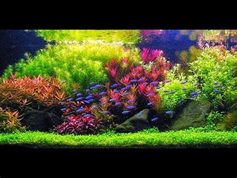 Welche pflanzen eignen sich für mein aquarium? STEP BY STEP AQUASCAPE DUTCHSTYLE - YouTube