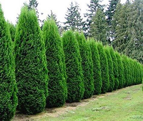 Protect Your Privacy With These Five Evergreen Trees Emerald Green