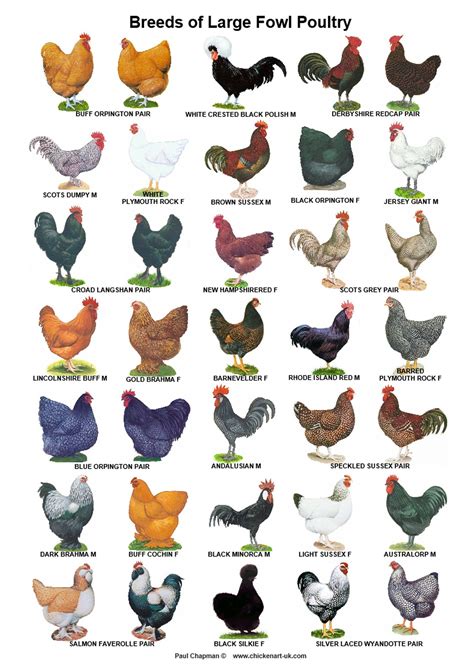 A Laminated Posters Breeds Of Poultry Different Posters Etsy